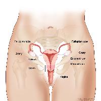 Anatomy of the female reproductive system; drawing shows the uterus, myometrium (muscular outer layer of the uterus), endometrium (inner lining of the uterus), ovaries, fallopian tubes, cervix, and vagina.