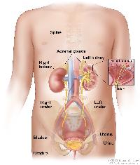 Anatomy of the female urinary system; drawing shows a front view of the right and left kidneys, the ureters, urethra, and bladder filled with urine. The inside of the left kidney shows the renal pelvis. An inset shows the renal tubules and urine. The spine, adrenal glands, and uterus are also shown.