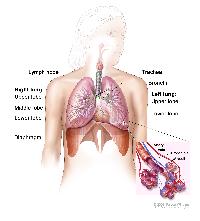 Respiratory anatomy; drawing shows right lung with upper, middle, and lower lobes; left lung with upper and lower lobes; and the trachea, bronchi, lymph nodes, and diaphragm. Inset shows bronchioles, alveoli, artery, and vein. 

