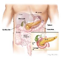 Anatomy of the pancreas; drawing shows the pancreas, stomach, spleen, liver, gallbladder, bile ducts, colon, and small intestine. An inset shows the head, body, and tail of the pancreas. The bile duct and pancreatic duct are also shown.