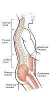 Illustration of spine and supporting muscles
