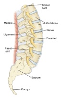 Illustration of lower spine, disks, and nerves