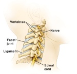 Anatomy of the Neck 
