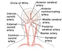 Illustration of the arteries in the brain