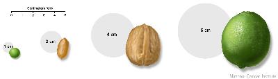 Tumor size compared to everyday objects; shows various measurements of a tumor compared to a pea, peanut, walnut, and lime