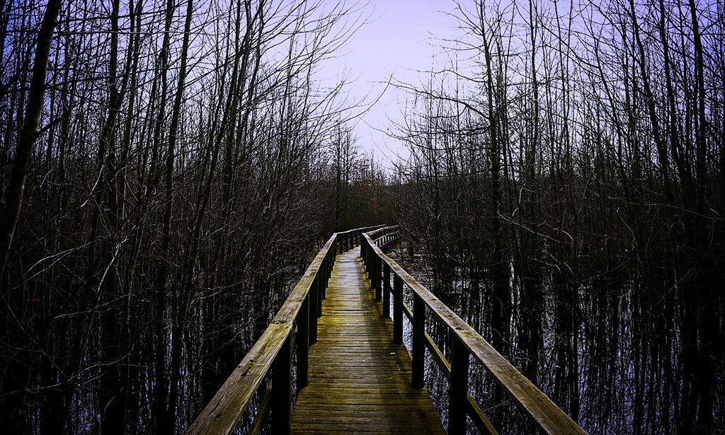 Boardwalk at Beanblossom Bottoms Nature Preserve near Bloomington, Indiana