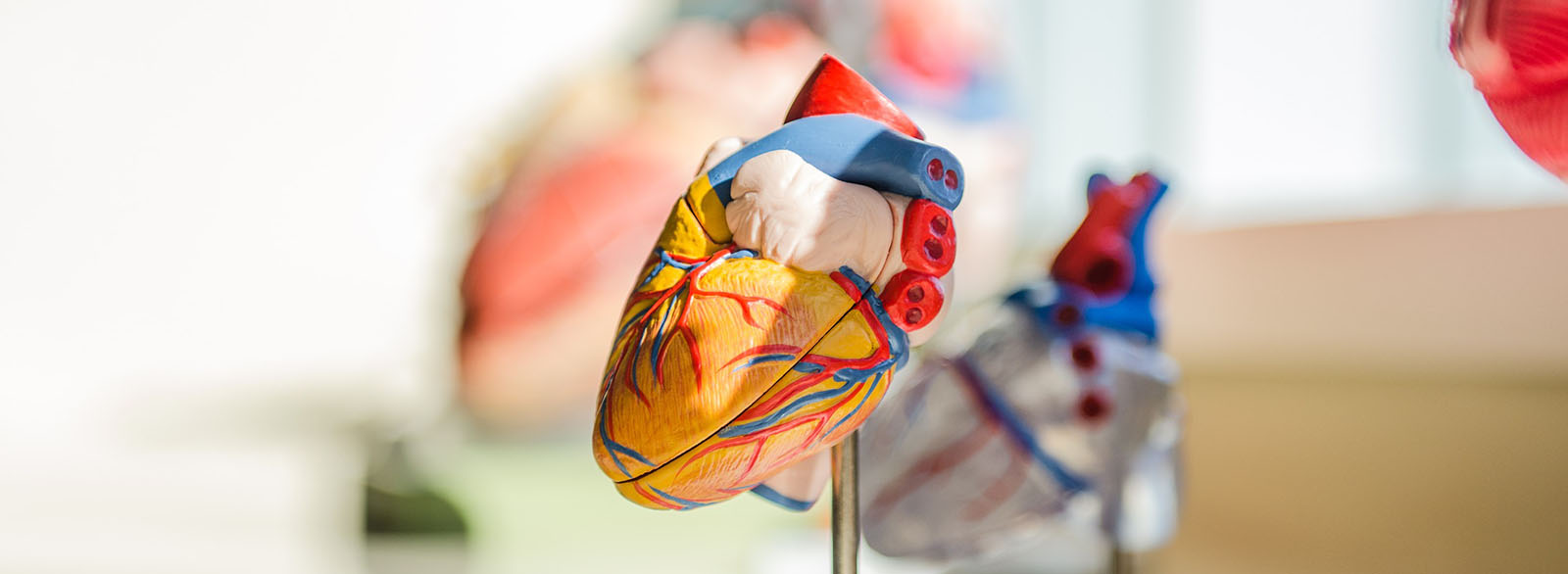 Model of human heart