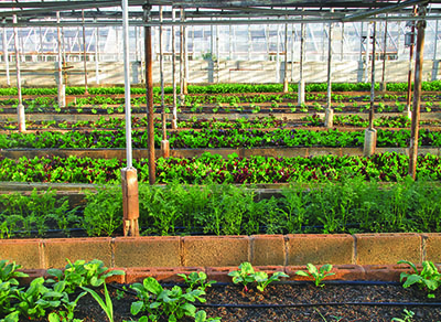 Plants in a greenhouse