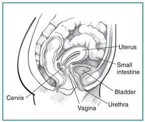 View of normal bladder