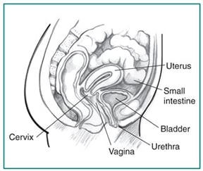 Normal_bladder View of normal bladder